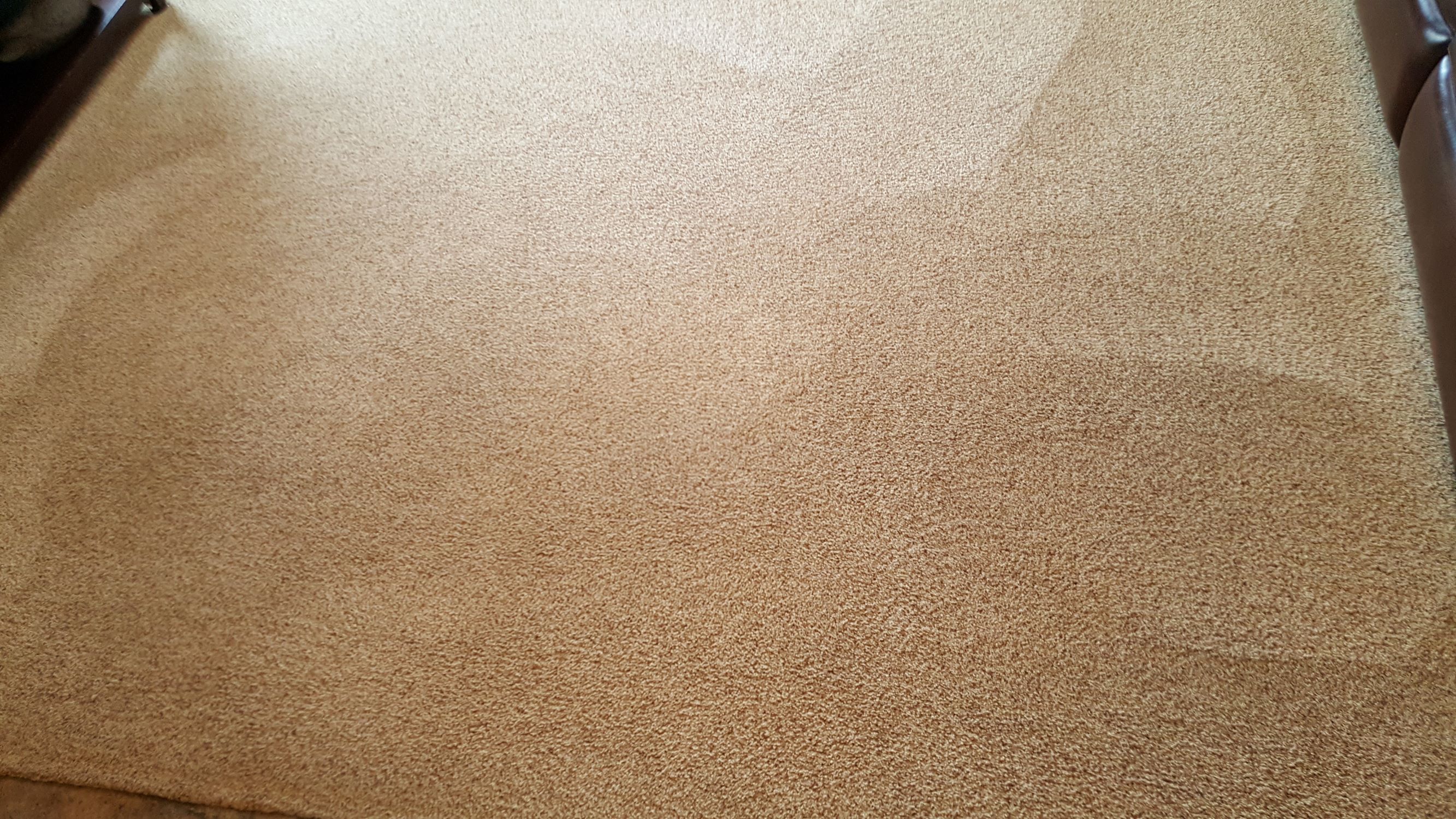 360 Steam Carpet Cleaning Photo