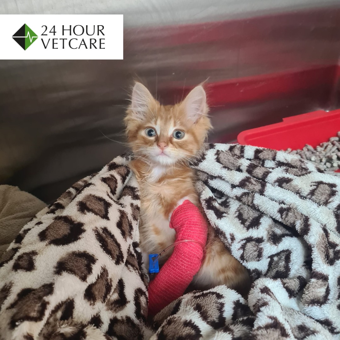 Images Streatham Hill Veterinary Surgery