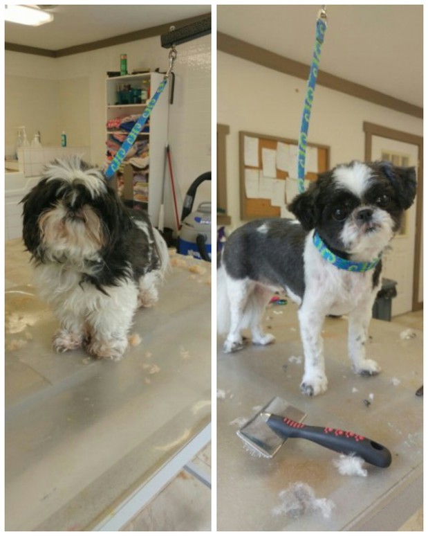 Images Hound Haven Pet Grooming