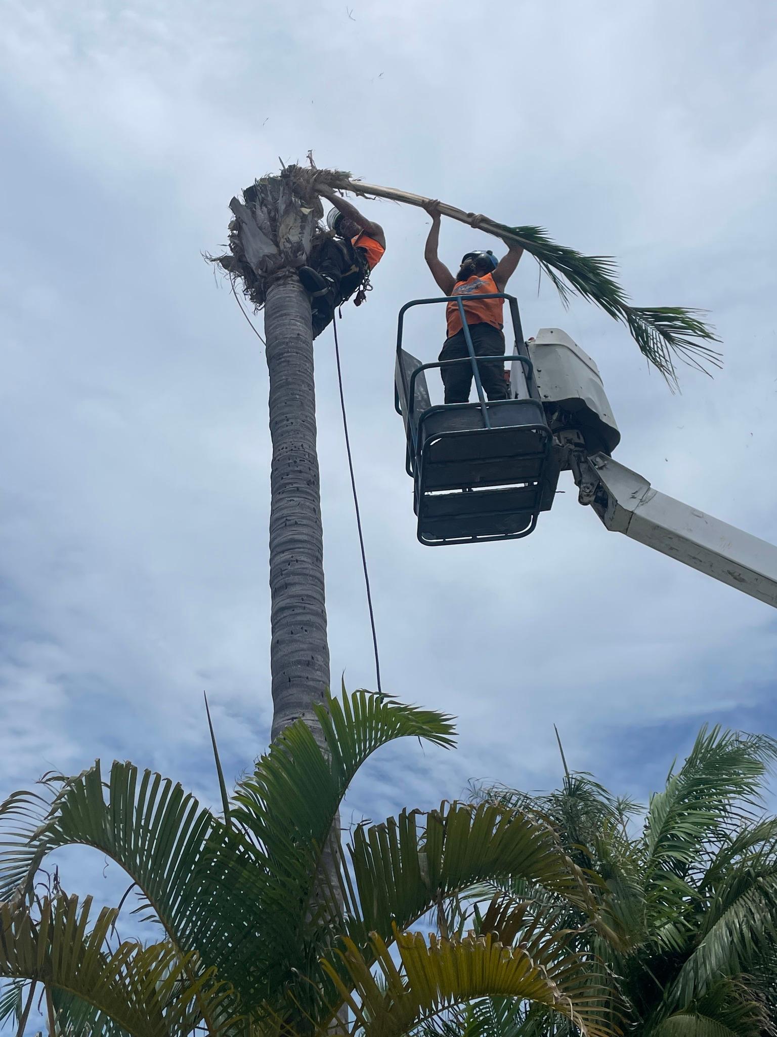 Palm Removal True Blue Tree and Stump Removal Glass House Mountains 0475 069 375