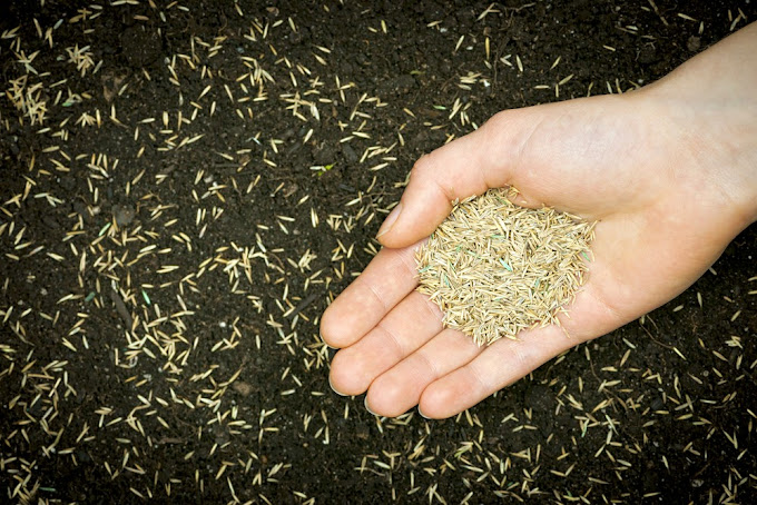 All American Lawns and Landscapes Logo