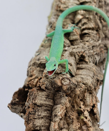 Images Cold Blooded Kingdom