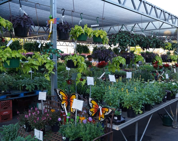 Images Green's Produce and Plants