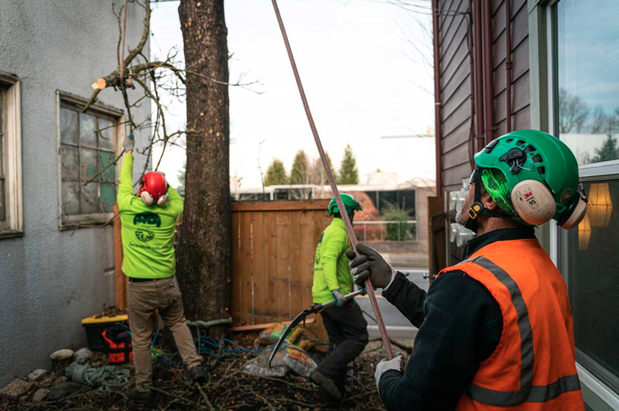 Images General Tree Service
