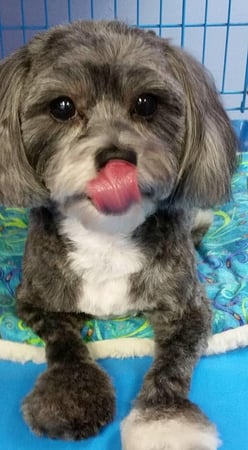 Images Palm Harbor Pet Grooming