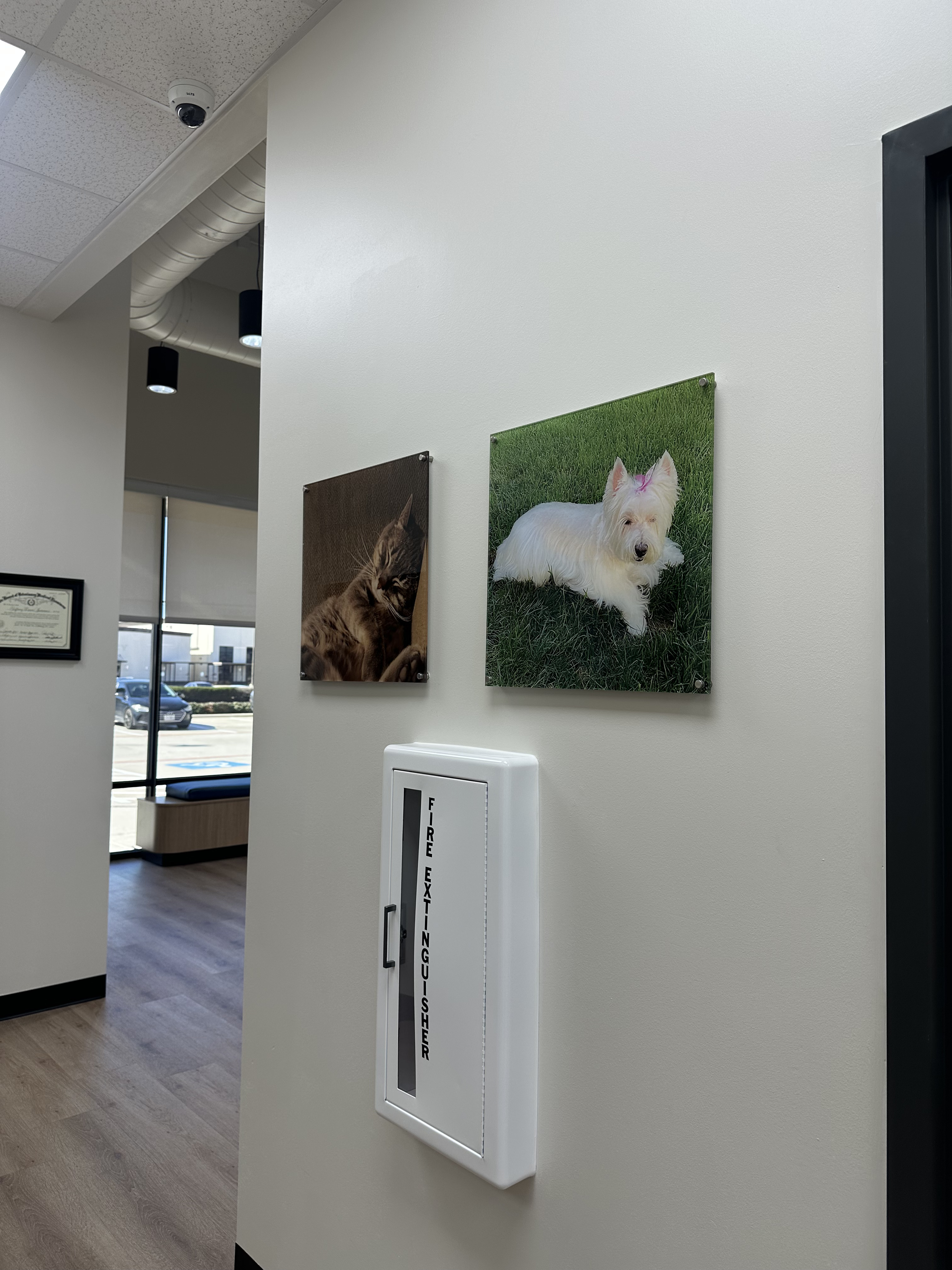 CityVet | Spring Image