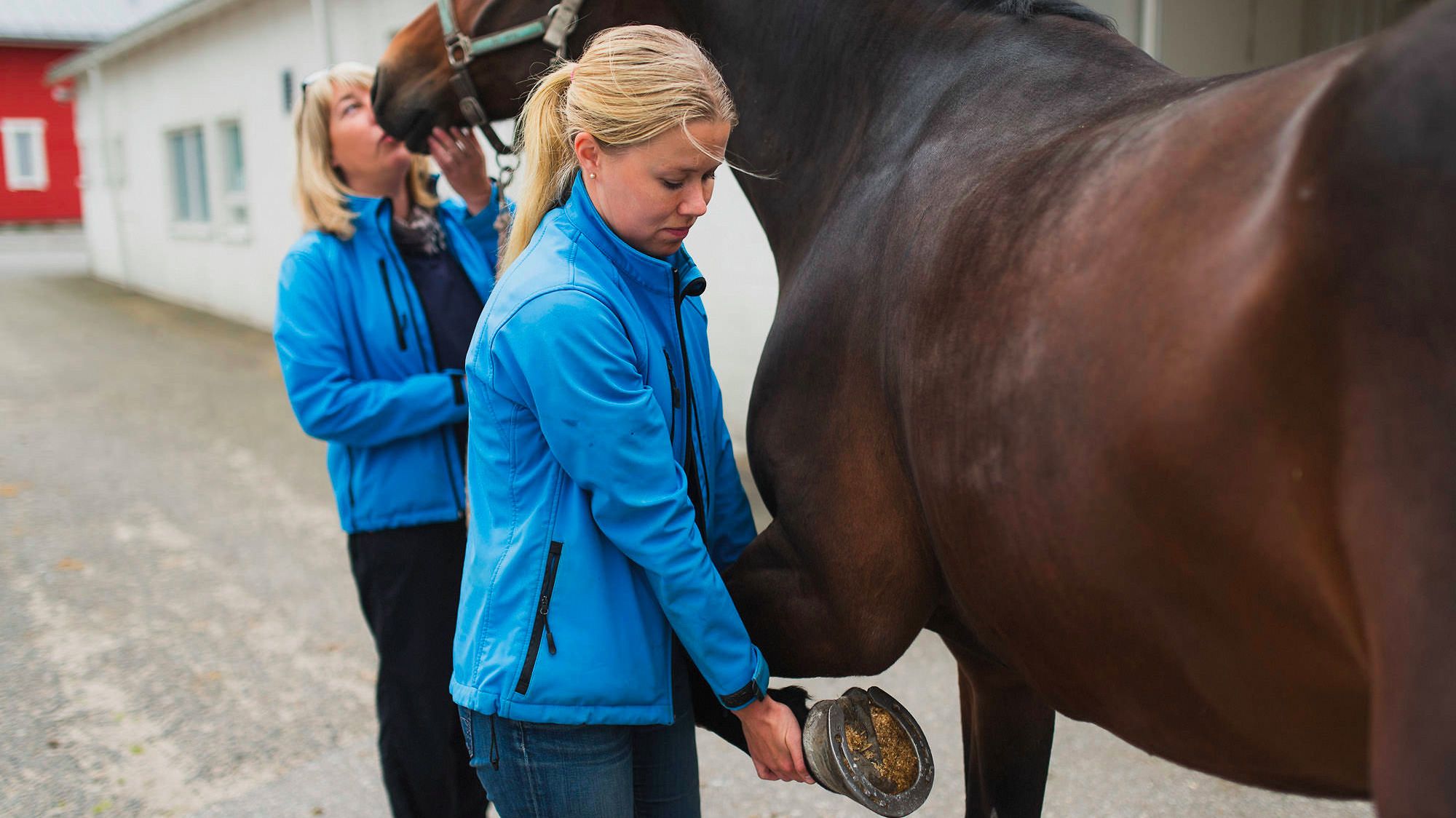 Images Hevosklinikka Anivet