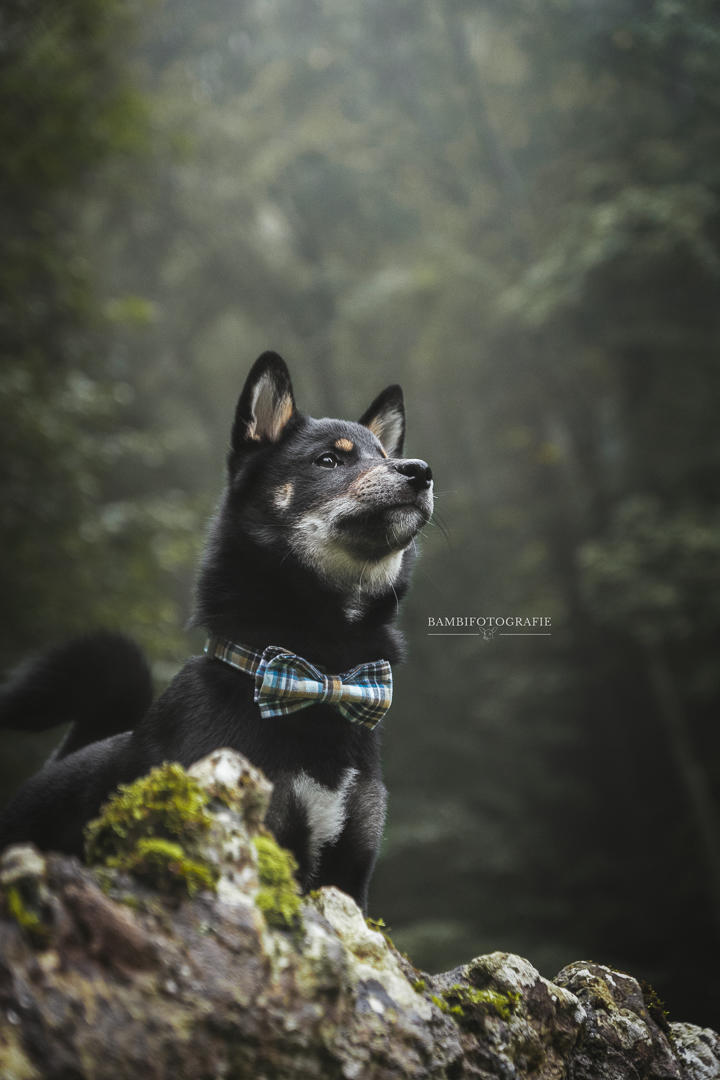 Bambifotografie, Königsträßle 151 in Reutlingen