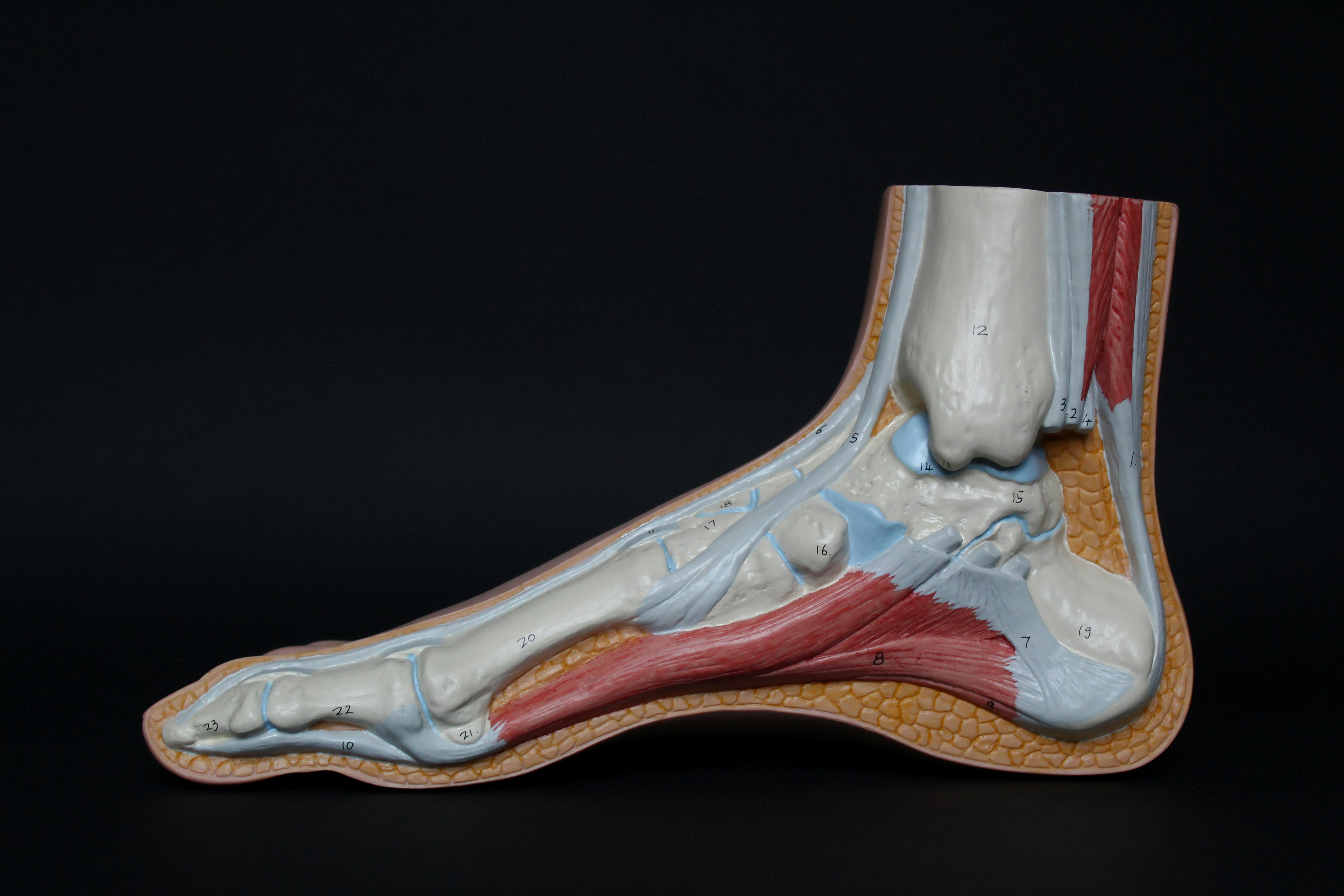 When conservative treatment is not enough, surgery may be considered to restore function and relieve persistent pain. Clear explanations and careful planning are essential before moving forward. Westfield Foot and Ankle provides patient centered foot care led by a podiatrist focused on long term outcomes. If you live in Westfield, Carmel, Noblesville, Fishers, Northfield, Sheridan., call today.