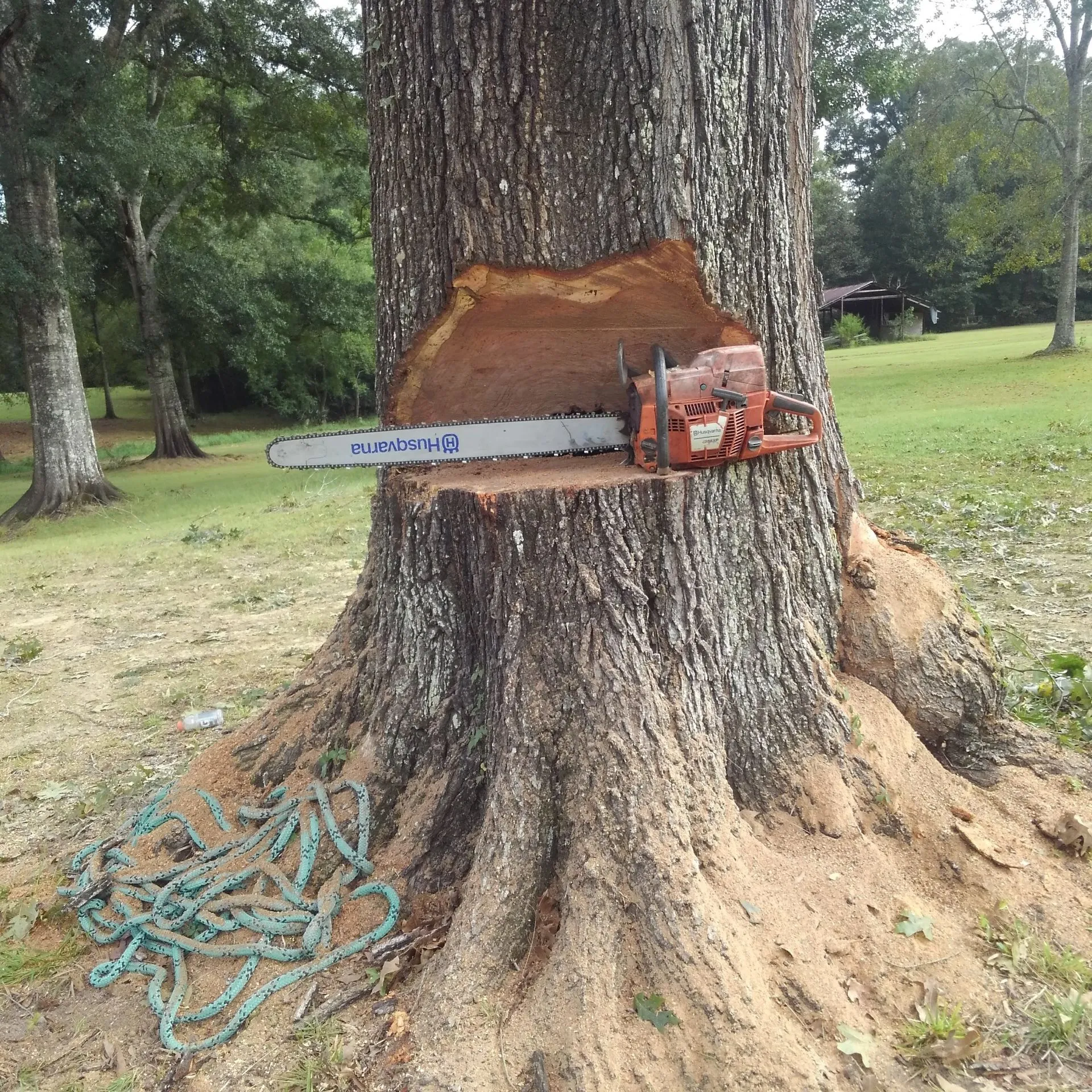 A large tree is partially cut with a Husqvarna chainsaw embedded, surrounded by sawdust and a green rope nearby.