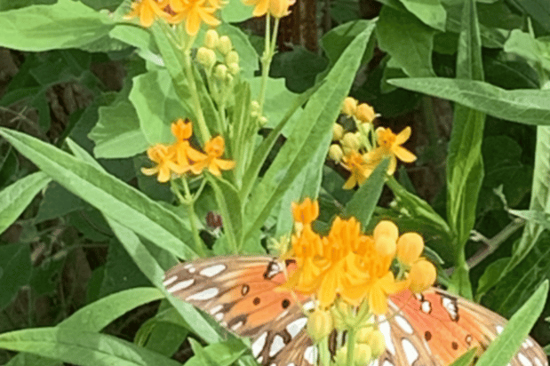 Images The Herb Cottage