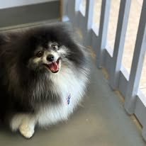 Lux Fur Pet Salon Image