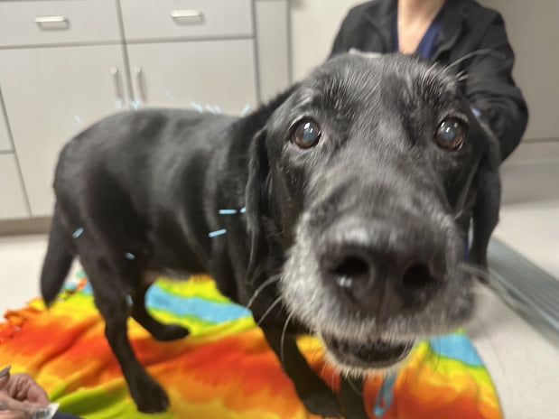 Images Shrewsbury Animal Hospital