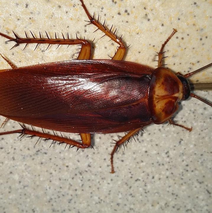 Pittsburgh cockroach control