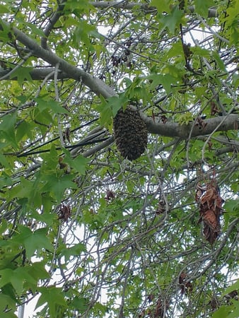 Images Bee Free Bee Removal