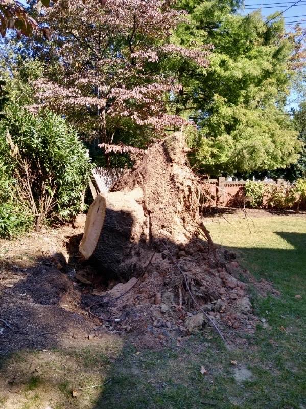 Images Greg's Stump Grinding