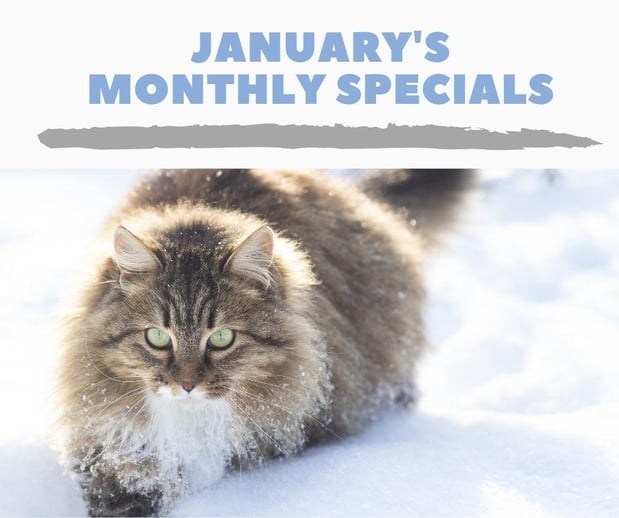 Images Mainstreet Veterinarians of Stone Mountain