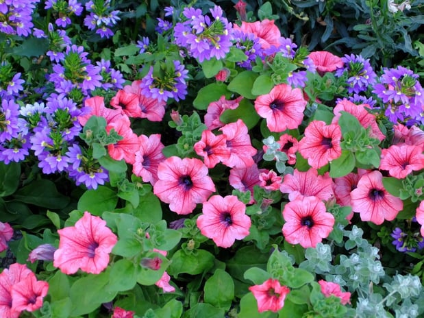 Images Bergen County Landscapers