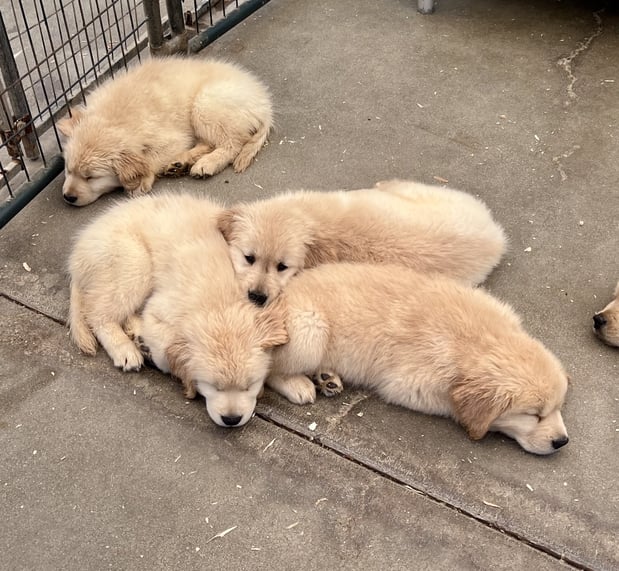 Images Margale Pet Resort