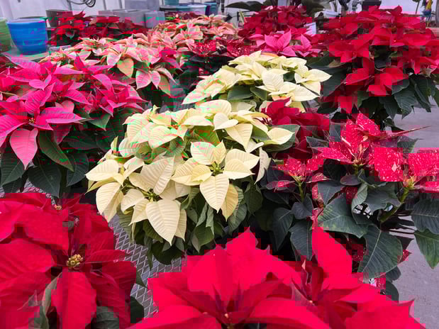 Images Grant Line Garden Center & Nursery