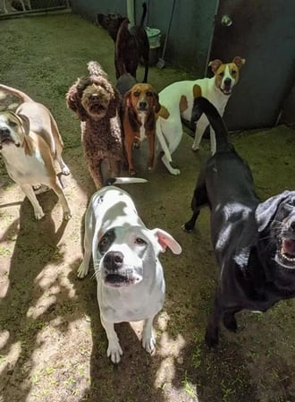 Images All Aboard Dog Daycare & Boarding