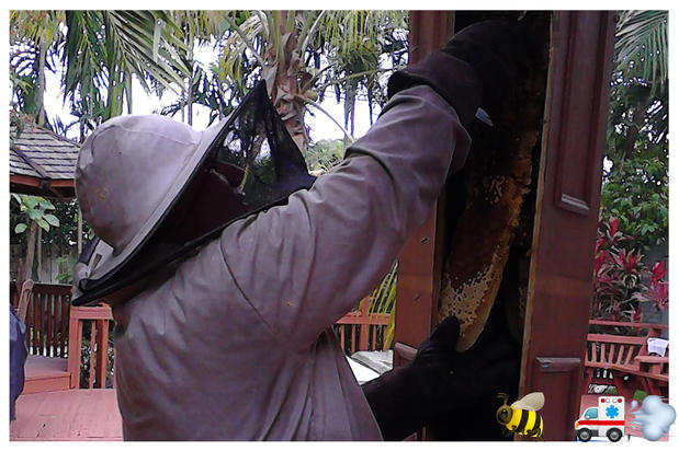 Images A Team Wildlife Removal & Bee Removal Miami
