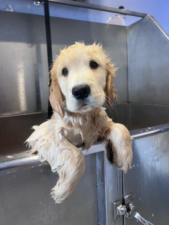 Images Margale Pet Resort