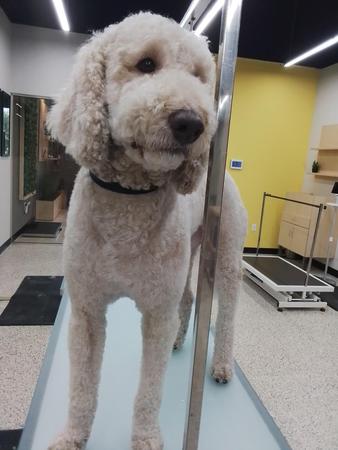 Images Well Groomed Pets McAllen