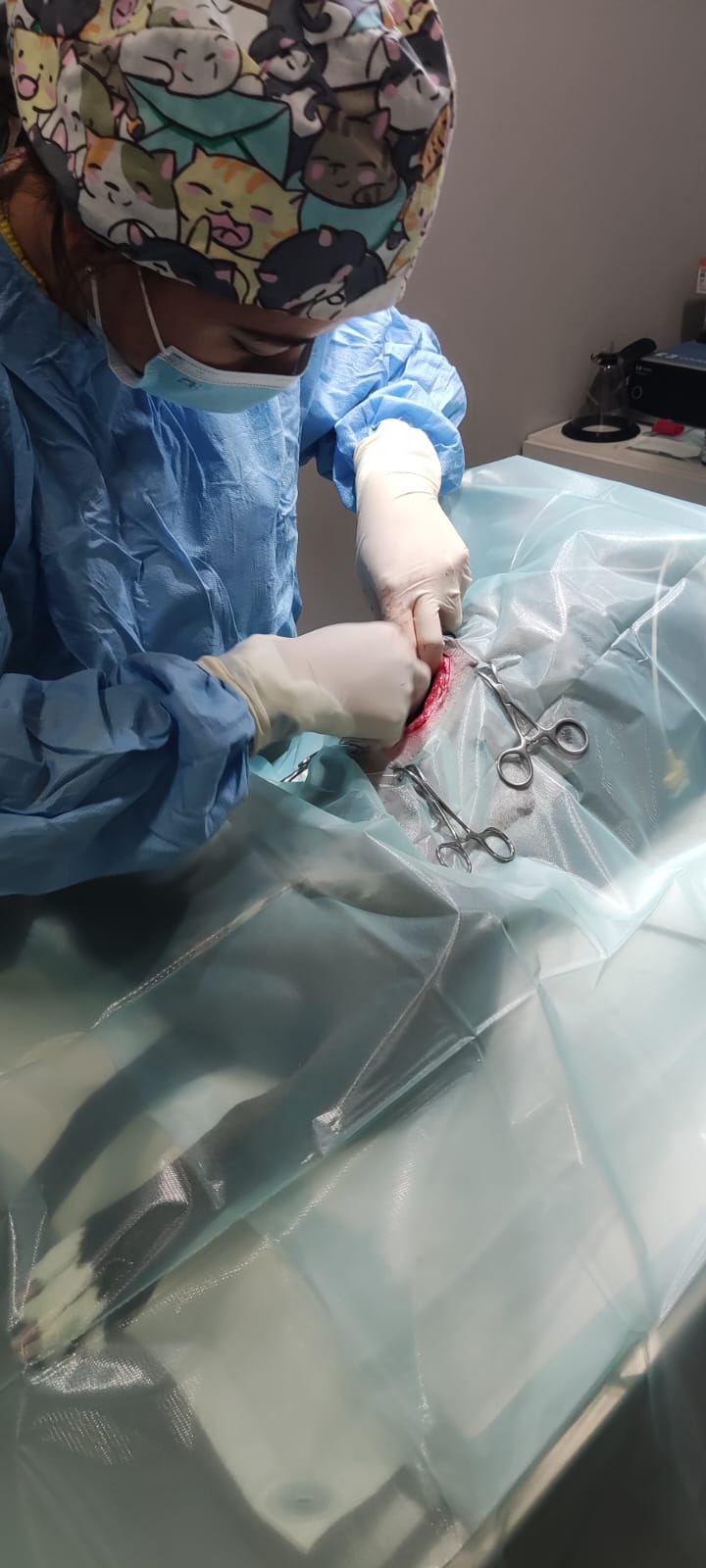 Images Clínica Veterinaria Kirovet Shalom S.L.