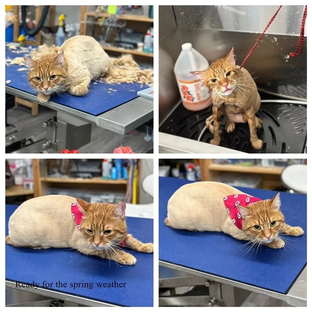 Images Joann's Pet City Grooming