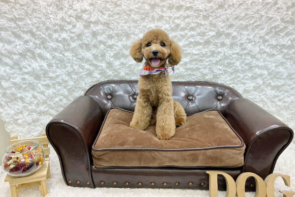 Images ペットショップ 犬の家