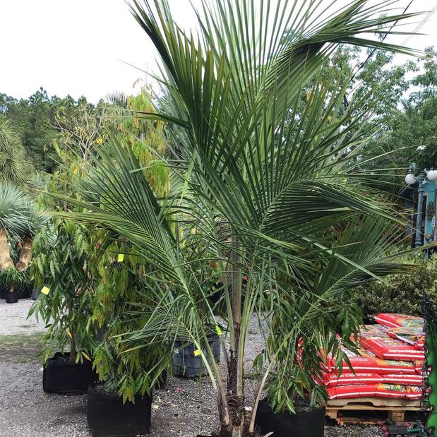 Images Unique Plants and Palms