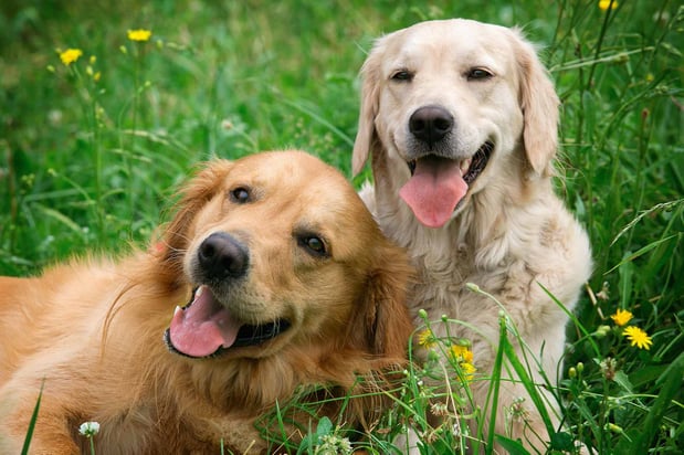 Images Bark & Roll