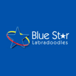 Blue Star Labradoodles Logo