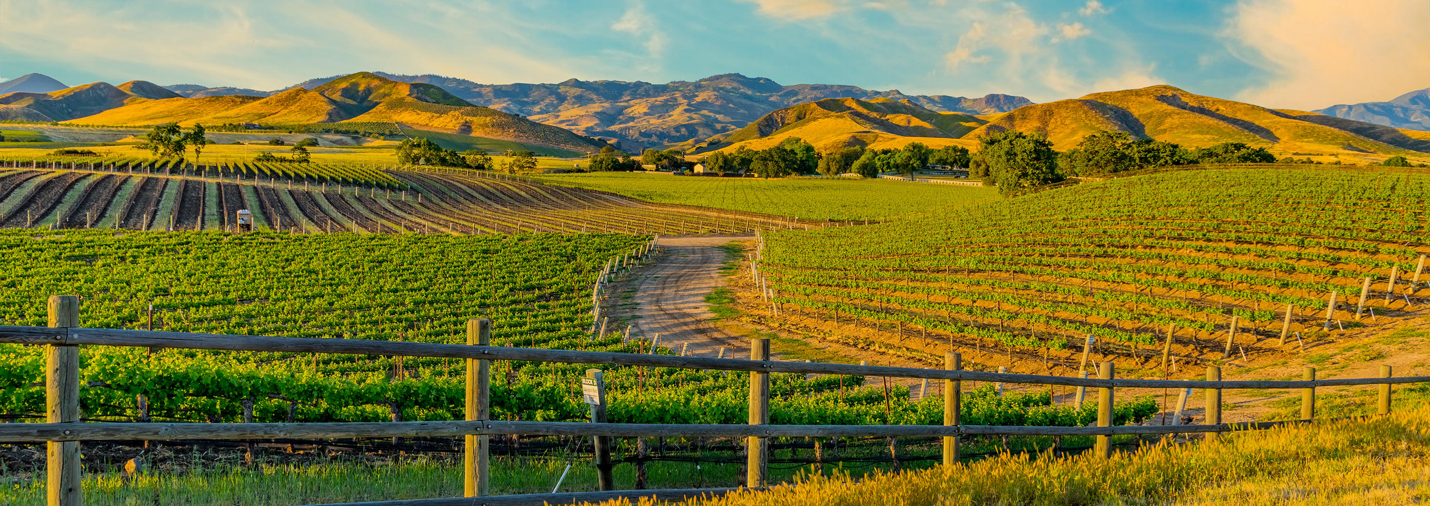 Vineyards in northern California