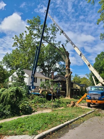 Images Cox Tree Service