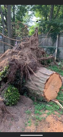 Images Ace Gallagher Stump Grinding