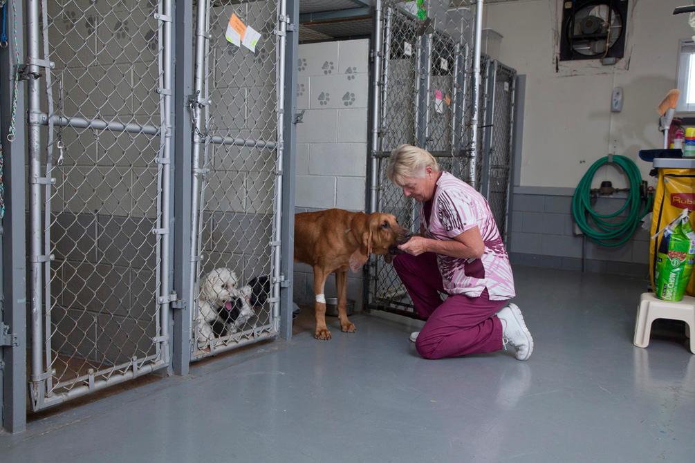 A kennel attendant gives one of our boarders a yummy and nutritious treat! Our compassionate kennel  Spoon River Animal Clinic Canton (309)647-6800