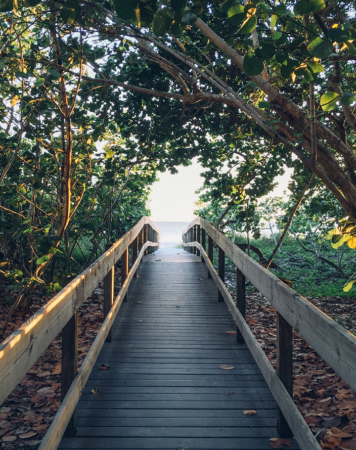 Tree-lined path leading to a lake.