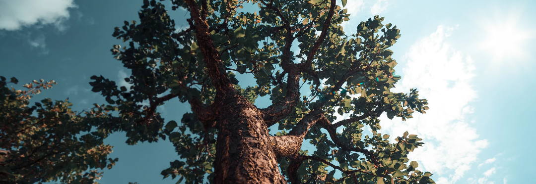 A large tree as seen from below.