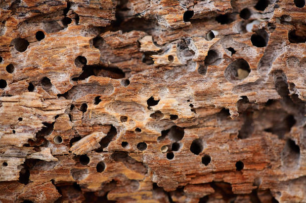 Images Excalibur Termite & Pest Control