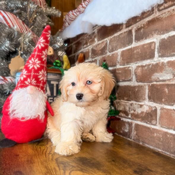 Puppies Direct Image