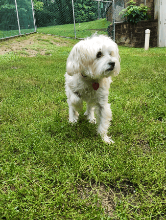 Images VCA Morris Plains Animal Hospital