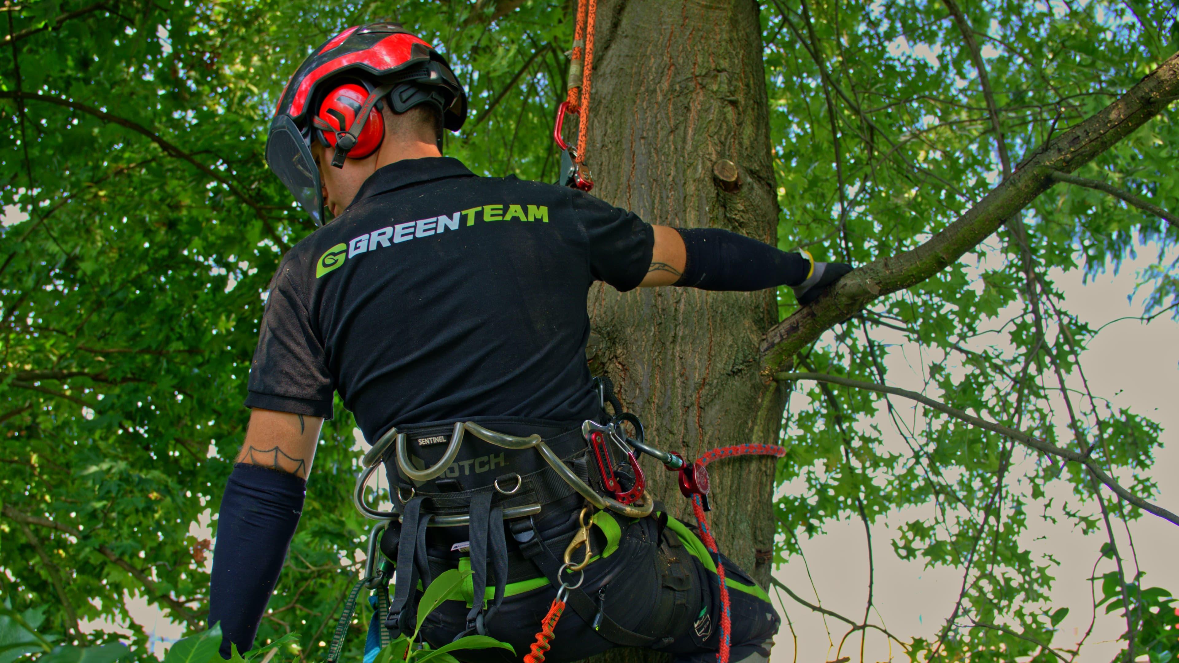 Bild 6 GreenTeam Gartenpflege und Gestaltung Köln in Köln
