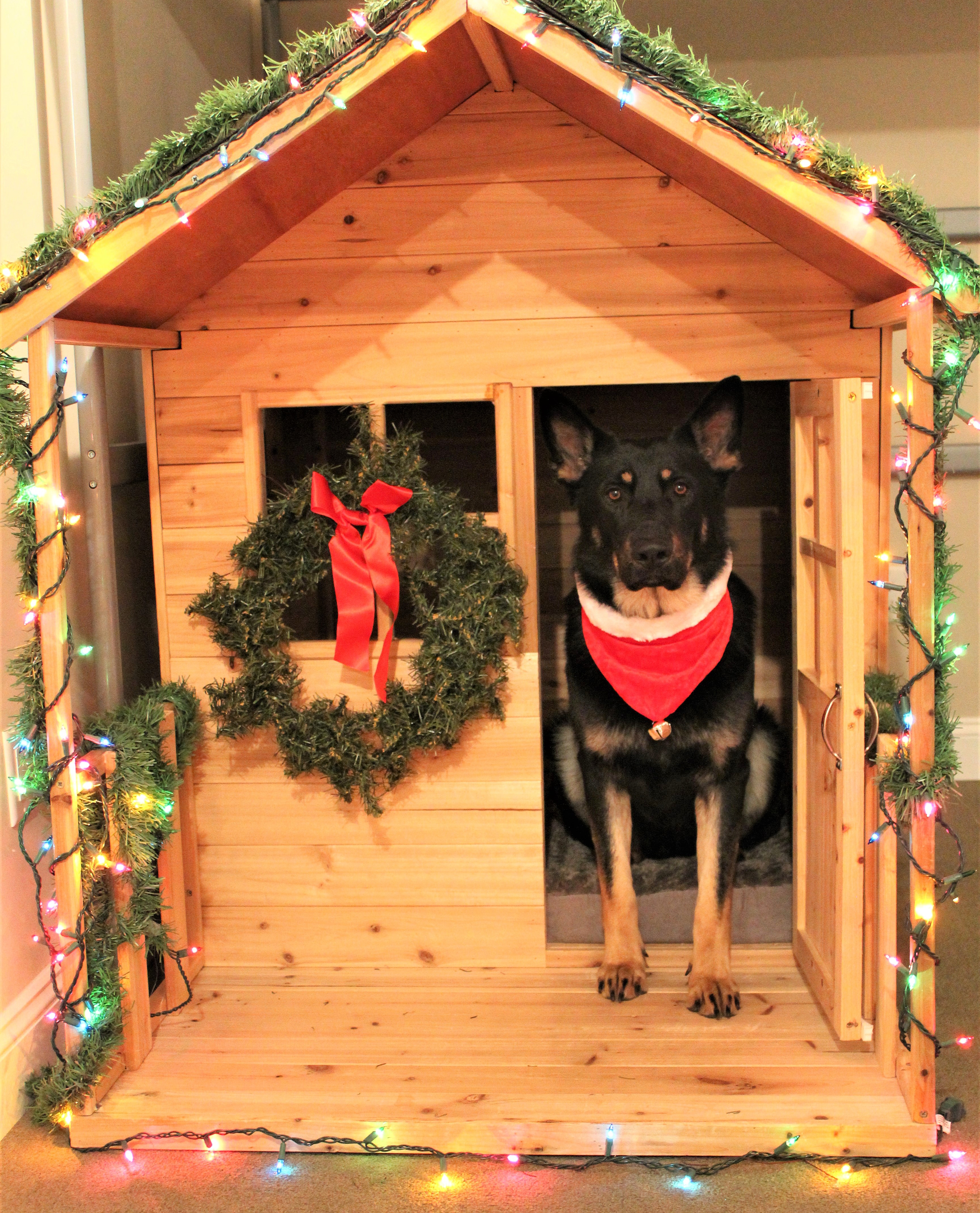 HOLIDAY PICTURES IN OUR CHRISTMAS DOG HOUSE Living Pawsitively