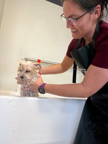 Images VCA Preston Park Animal Hospital