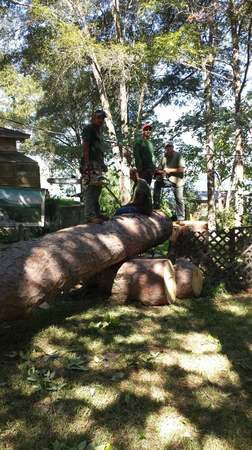 Images TNT Tree Service