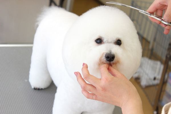 Images ペットショップ 犬の家