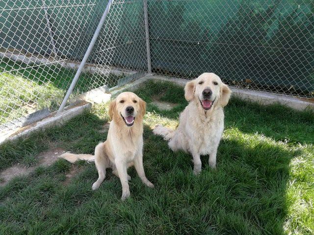 Tierhotel 5 Stern, Grienackerweg 3 in Niedergösgen