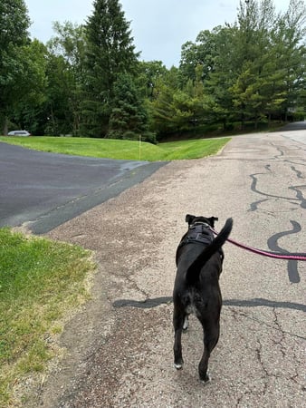 Images Leash and Love LLC